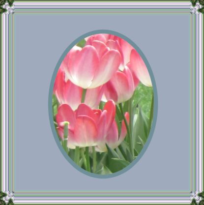 Pink tulips framed